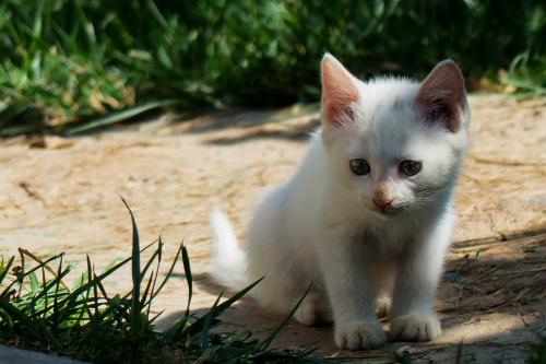 °×¶íÂÞ˹¿ªÊ¼´ó¹æÄ£½ÓÖÖ¶íÖÆ¡°ÎÀÐÇV¡±Ð¹ÚÒßÃç