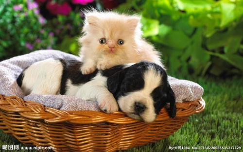 Öж«Êý¹úÊÕ½ô·ÀÒß´ëÊ© ˹ÀïÀ¼¿¨ÀÛ¼ÆÈ·Õﳬ4Íò