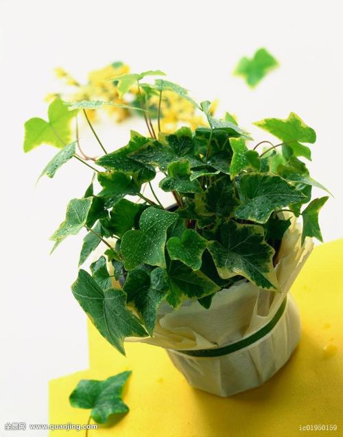 ¡°Ìì¼ÛÂÉʦ·Ñ¡±¾ø²»Êǹ¤ÉËÅâ³¥Äѵġ°¶ÔÖ¢Ò©¡±